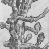 Bernard Bailly. Histoires d'arbres, janvier 2022, graphite sur papier, 29,7 x 21 cm