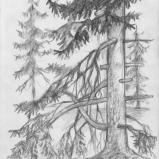 Bernard Bailly. Histoires d'arbres, janvier 2022, graphite sur papier, 29,7 x 21 cm
